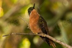 Beija Flor 70 <em>(3052)</em>