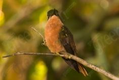 Beija Flor 71 <em>(3053)</em>