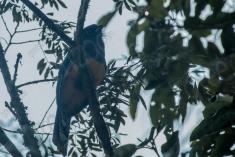 Surucuá de Barriga Amarela 2 <em>(3054)</em>