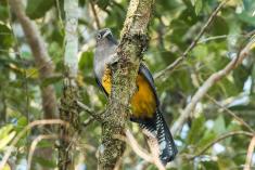 Surucuá de Barriga Amarela 1 <em>(3055)</em>