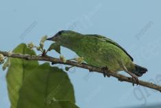 Saí Azul 9 (femea) <em>(3056)</em>