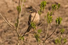 Gavião 37 <em>(3057)</em>