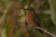 Beija Flor 72 <em>(3058)</em>