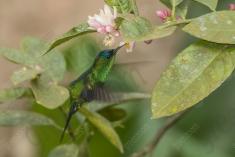 Beija Flor 67 <em>(3059)</em>