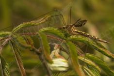 Inseto 228 <em>(3060)</em>