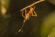 Inseto 229 <em>(3061)</em>