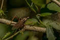 Inseto 230 <em>(3062)</em>