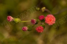 Flor 295 <em>(3063)</em>