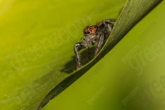 Aranha 85 <em>(3064)</em>