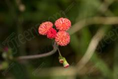 Flor 296 <em>(3065)</em>