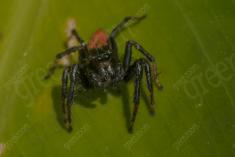 Aranha 86 <em>(3066)</em>