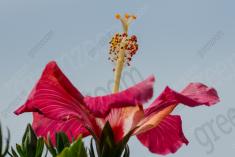 Flor 297 <em>(3067)</em>