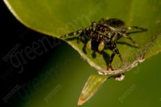 Aranha 87 <em>(3068)</em>