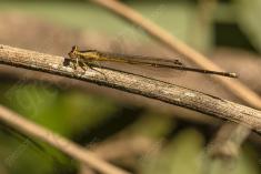 Donzelinha 32 <em>(3069)</em>