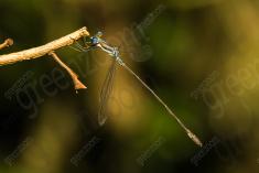 Donzelinha 33 <em>(3070)</em>