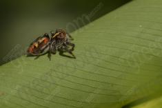 Aranha 88 <em>(3071)</em>