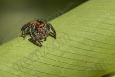 Aranha 89 <em>(3072)</em>