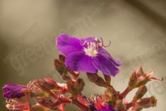 Flor 298 <em>(3073)</em>