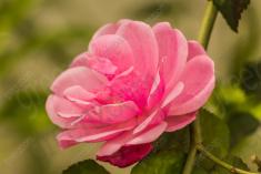 Flor 299 <em>(3074)</em>