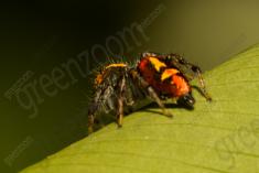 Aranha 91 <em>(3076)</em>