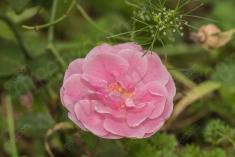 Flor 300 <em>(3077)</em>