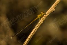 Donzelinha 34 <em>(3078)</em>