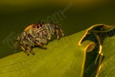 Aranha 92 <em>(3079)</em>