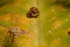 Aranha 93 <em>(3080)</em>