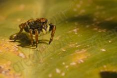 Aranha 94 <em>(3081)</em>