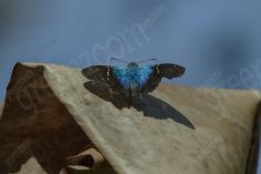 Mariposa 70 <em>(3082)</em>