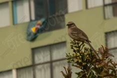 Sabiá do Campo 15 <em>(3084)</em>