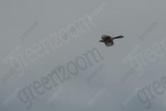 Sabiá do Campo 16 <em>(3085)</em>