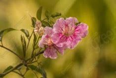 Flor 302 <em>(3086)</em>