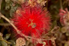 Flor 303 <em>(3087)</em>