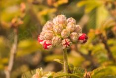 Flor 304 <em>(3088)</em>