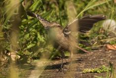 Sabiá do Campo 17 <em>(3089)</em>