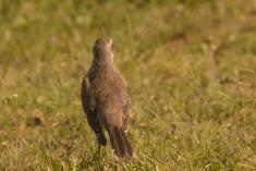 Sabiá do Campo 18 <em>(3090)</em>