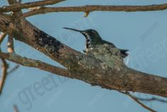 Beija Flor 73 <em>(3091)</em>