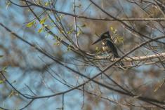 Martin Pescador 6 <em>(3092)</em>