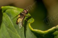 Mosca 18 <em>(3093)</em>