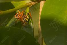 Aranha 95 <em>(3094)</em>