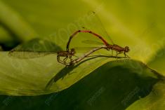 Donzelinha 39 <em>(3099)</em>