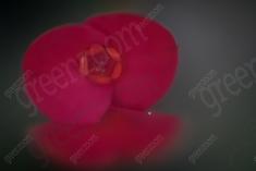 Flor 98 <em>(31)</em>