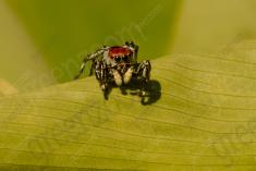 Aranha 96 <em>(3100)</em>