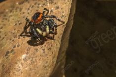 Aranha 97 <em>(3101)</em>