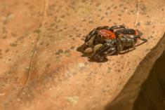 Aranha 98 <em>(3102)</em>