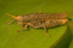 Gafanhoto 9 <em>(3103)</em>