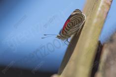 Borboleta 382 <em>(3104)</em>