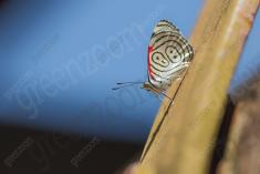 Borboleta 383 <em>(3105)</em>