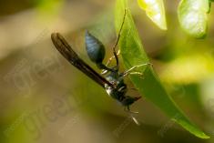 Vespa 19 <em>(3106)</em>